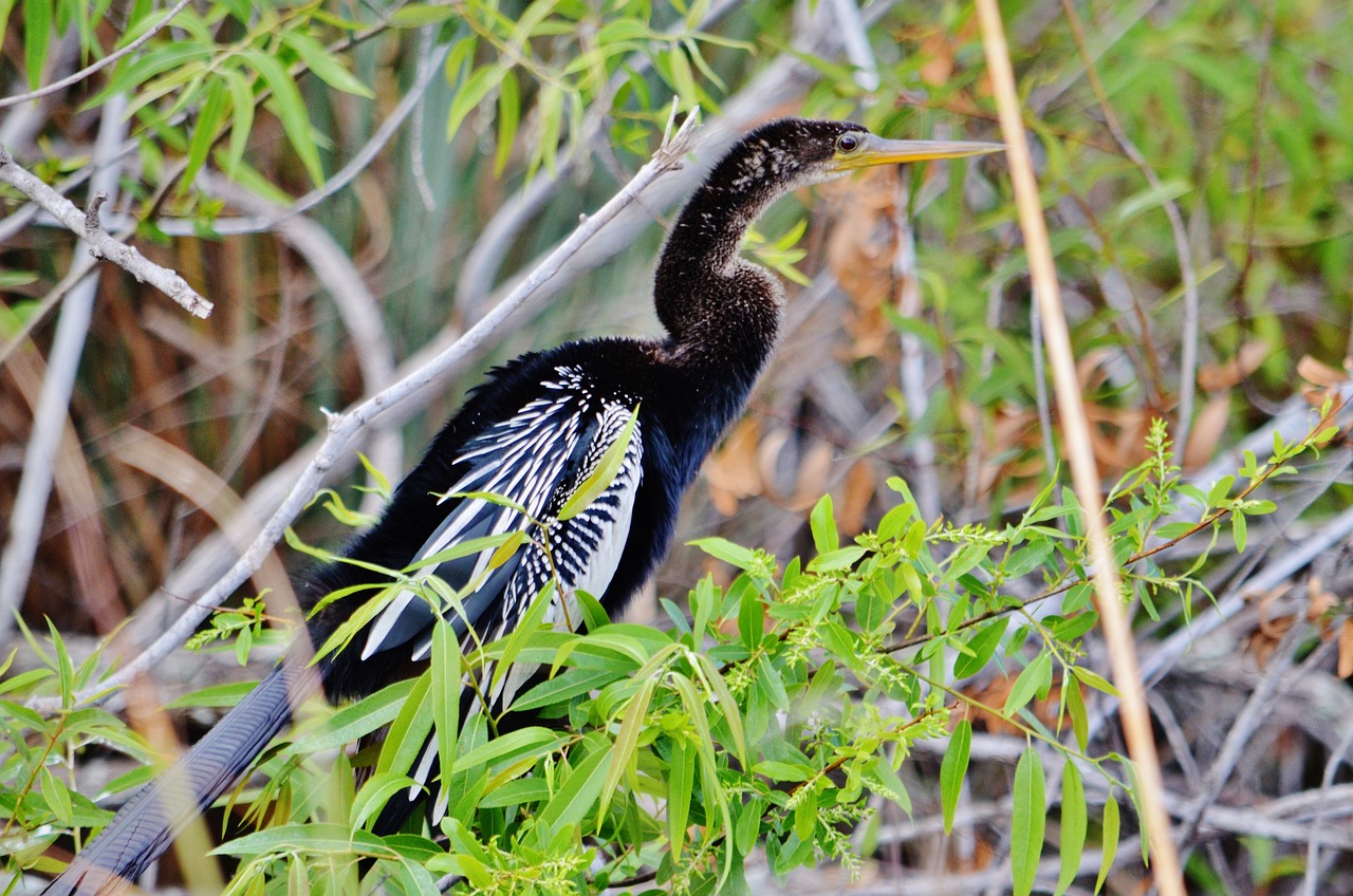 Everglades Airboat Tour